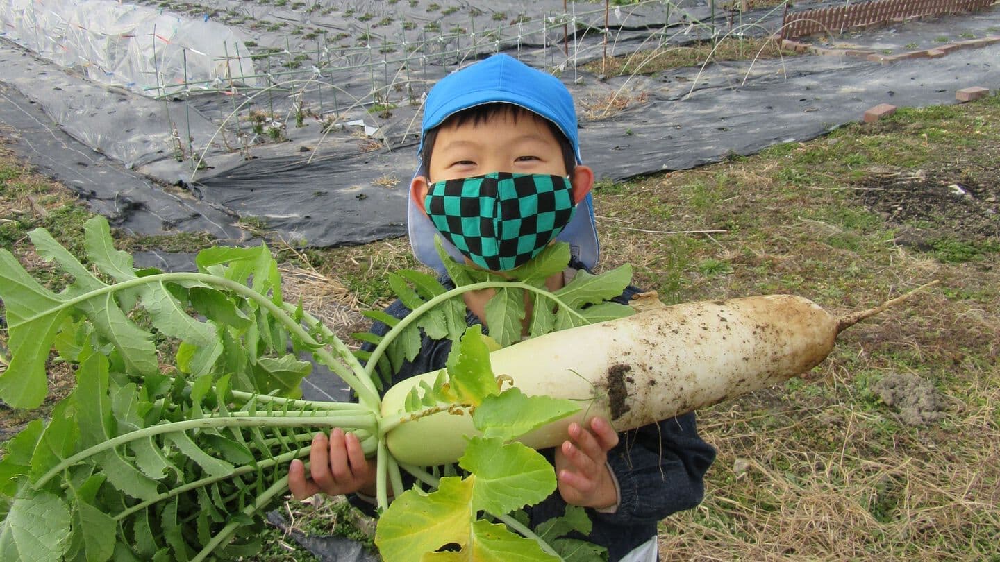 大根堀り